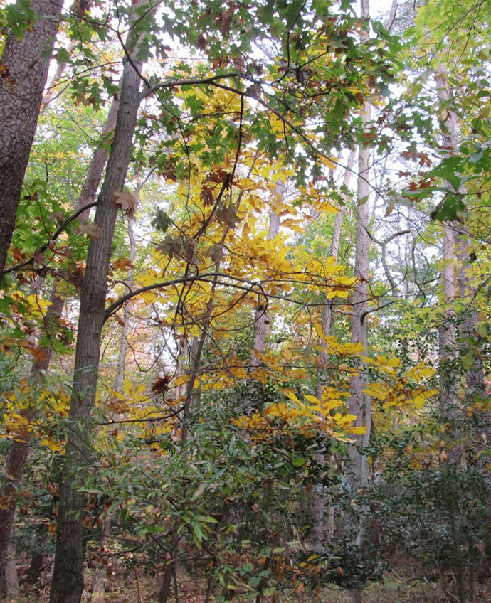 Greenbelt Park